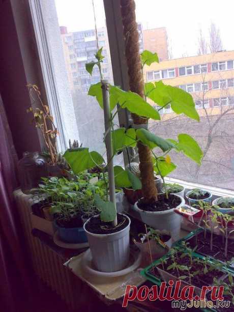 Огурцы на подоконнике. Для начинающих