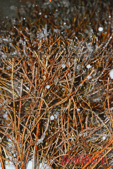 Close-up of frozen icy bare tree branches on a dark cold snowy winter evening. Natural texture backround. Pattern in nature. Flash light. Стоковое фото, фотограф Ilaronsia / Фотобанк Лори