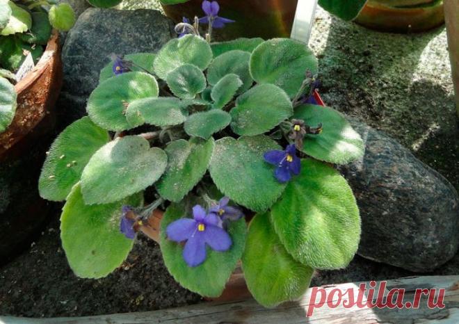 Сенполия (Узамбарская фиалка)