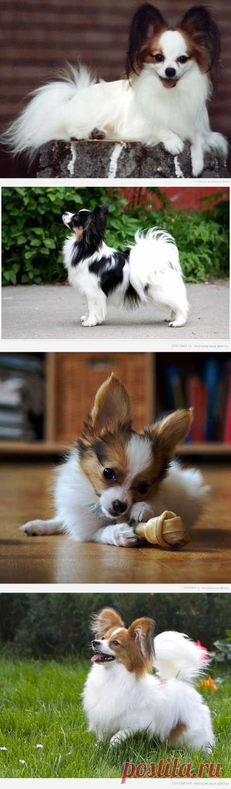 Факты о породе &quot;папильон&quot; | Интересные Факты