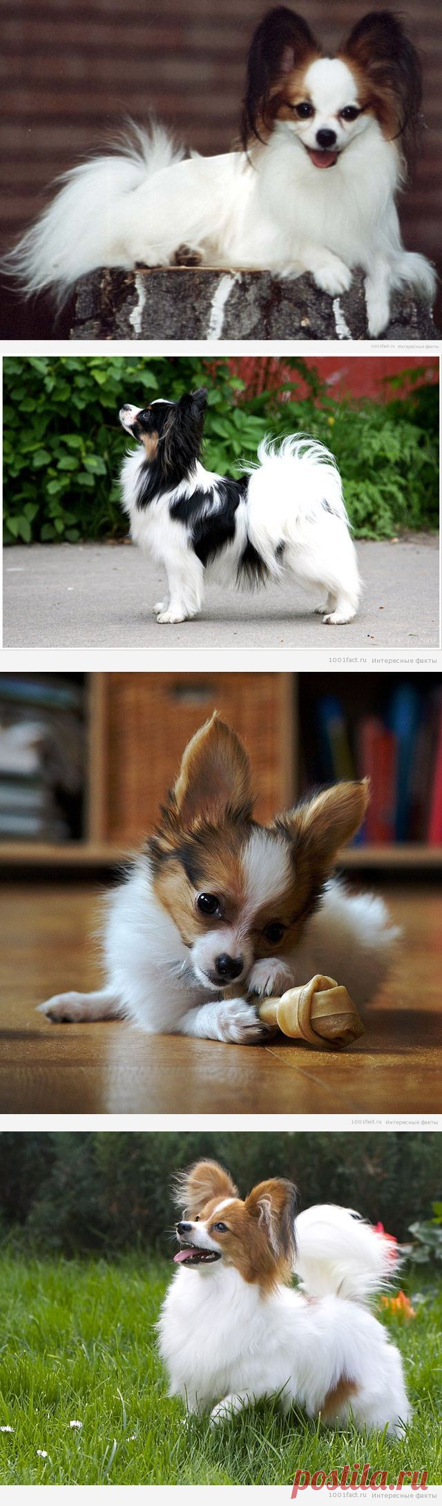 Факты о породе "папильон" | Интересные Факты