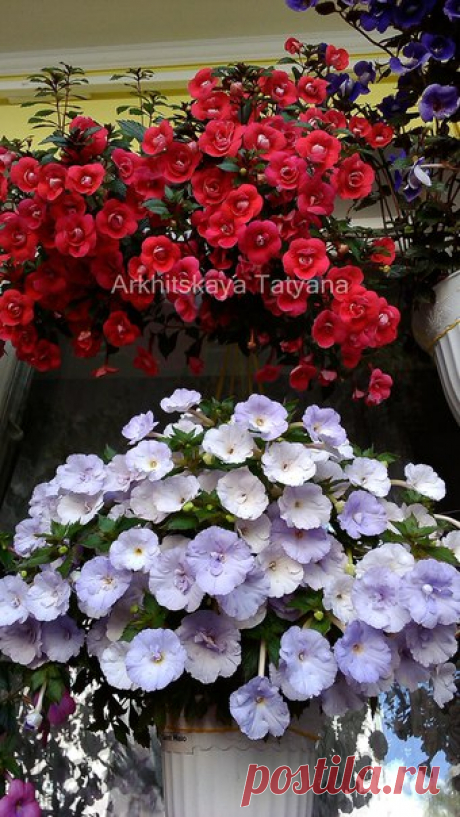 Красота Ахименеса Домашнее цветение 🌺