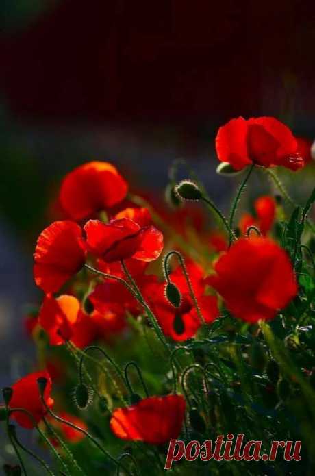 Facebook  С Наступающим ЯБЛОЧНЫМ СПАСОМ, Друзья.. Пусть ПРЕОБРАЖЕНИЕ ГОСПОДНЕ наполнит Миром и Добром наши Сердца, Чистотой и Светом — наши Помыслы. Пусть освящённые Яблочки исполнят наши самые заветные Желания.