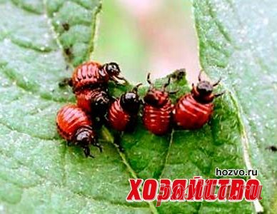 Колорадский жук рекламу не читает