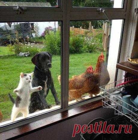 Хозяин! Подъем! Мы жрать хотим!