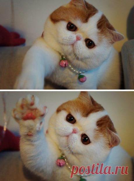 ♥ ЖИВОТНЫЕ ♥ ПРИРОДА ♥