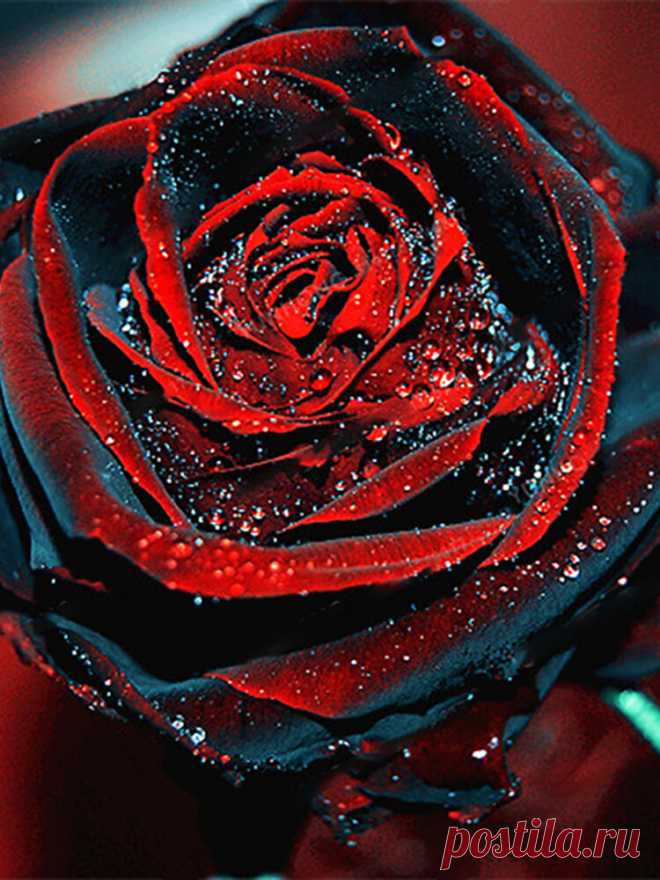 50 шт. Редкий роза бонсай черная роза цветок с красным краем Редкий розовые цветы бонсай для Сад бонсай