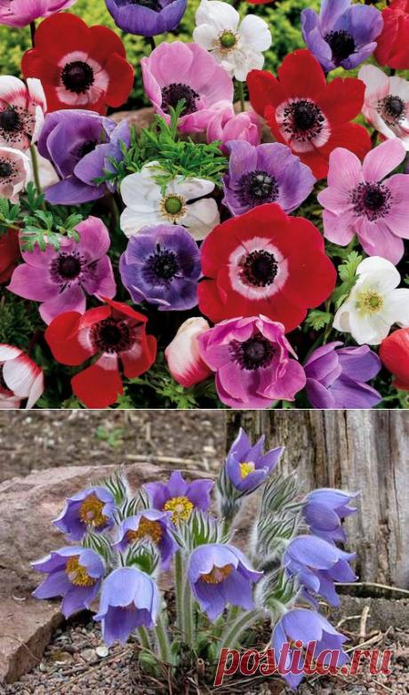 ЭТИ ВЕТРЕНИЦЫ-АНЕМОНЫ