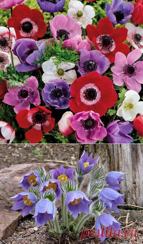 ЭТИ ВЕТРЕНИЦЫ-АНЕМОНЫ