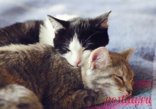 Котики- муркотики