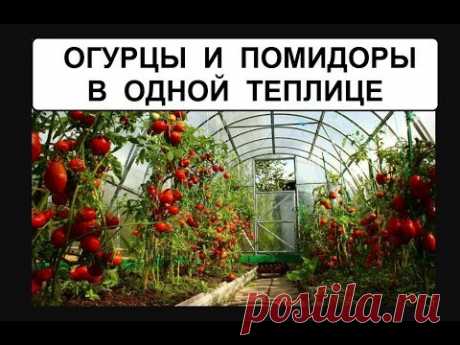(1) Томаты и огурцы в одной теплице - YouTube