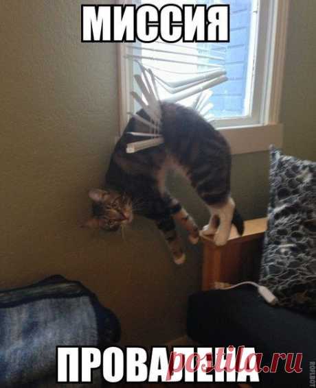 Смешные картинки - 550