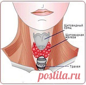 Лечение щитовидки народными средствами. — Всегда в форме!