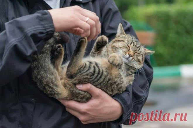 Как правильно взять кота на руки?
Домашний питомец не всегда доволен тем, что его берут на руки. Это зависит от многих обстоятельств, когда он должен чувствовать себя в безопасности. Важным признаком данного действия является язык кошачьего тела. Если кошку взять правильно на руки, то она позволит не только гладить себя, но и даст возможность хозяину вычесать «катышки», постричь когти и даже почистить зубы. Этому навыку стоит поучиться.
Когда можно взять кошку на руки
При общении с питомцем н