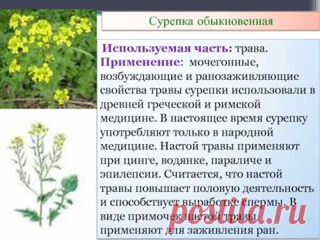 Сурепка обыкновенная