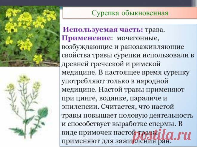 Сурепка обыкновенная