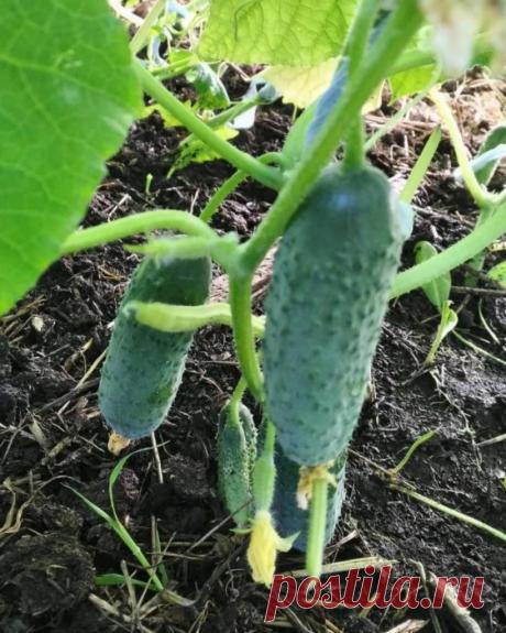 Каждый огородник знает о том, что собирать огурцы можно ежедневно. Чем раньше соберешь, тем скорее сформируются и созреют новые. А для того, чтобы урожай был богатым, огурчикам требуются подкормка и защита от болезней, от вредителей. Готовые удобрения не покупаю, самостоятельно делаю «китайскую подкормку» и использую шелуху. Эти народные средства одновременно подпитывают огурчики и защищают их от вредителей и болезней.