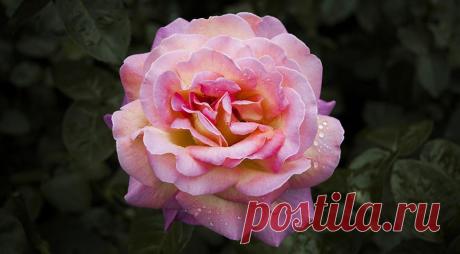 12 лучших двухцветных сортов роз для вашего сада на Supersadovnik.ru