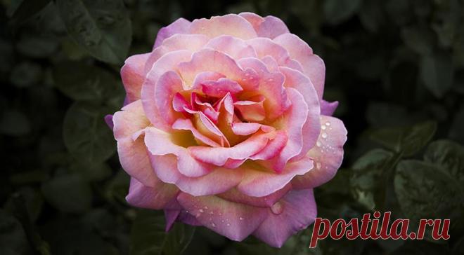 12 лучших двухцветных сортов роз для вашего сада на Supersadovnik.ru