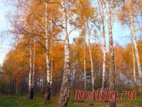 Н. КАДЫШЕВА &quot; ОТГОВОРИЛА РОЩА ЗОЛОТАЯ&quot;