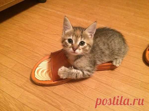 Санкт-Петербург. В дар. Мраморные 1,5-месячные котята-девочки - Братья наши меньшие .Поможем! Пристроим! Спасем! - Группы Мой Мир