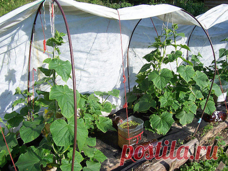 ОГУРЦЫ НЕ ХОТЯТ РАСТИ. ПРИЧИНЫ И РЕШЕНИЯ