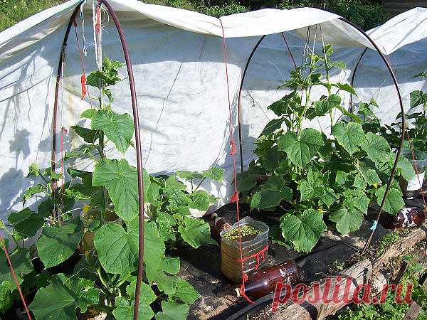 ОГУРЦЫ НЕ ХОТЯТ РАСТИ. ПРИЧИНЫ И РЕШЕНИЯ