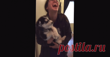 Говорящий щенок хаски без умолку болтает с хозяйкой. Море позитива! 
И вот как жить с таким болтуном?
Маленькие животные всегда радуют своим весёлым и беззаботным поведением! В любое время суток, их смешные выходки поднимают нам настроению, заставляя искренне улыбатьс…