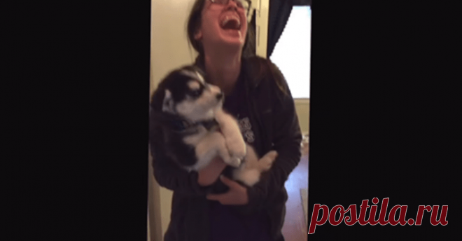 Говорящий щенок хаски без умолку болтает с хозяйкой. Море позитива! 
И вот как жить с таким болтуном?
Маленькие животные всегда радуют своим весёлым и беззаботным поведением! В любое время суток, их смешные выходки поднимают нам настроению, заставляя искренне улыбатьс…