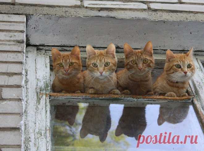 Двуглавый шестилап и другие прелести с конкурса "Не может быть!"