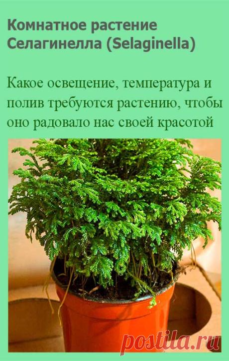 Комнатное растение Селагинелла (Selaginella). Селагинеллы растут в зоне влажных экваториальных лесов. Поэтому в домашних условиях они требуют повышенной влажности. Селагинеллы хорошо себя чувствуют в оконных оранжереях и в бутылках, содержимое которых имитирует кусочек буйных тропических зарослей.
