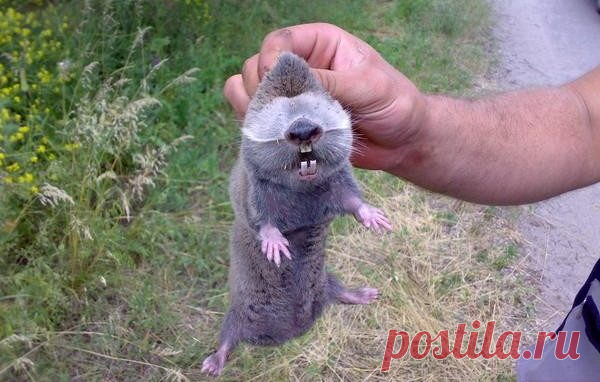 Борьба со слепышами на дачном участке своими руками Небольшой слепой вредитель, которого можно назвать разорителем полей и огородов, внешнее описание и знакомство с его повадками. Несколько эффективных методов борьбы с подземным вредителем.  Небольшой зверек слепыш - млекопитающее из отряда грызунов. Ведет подземный образ жизни. Большую часть он проводит под землей, роя свои многочисленные норы. В садах и огородах он не является желанным гостем, так как причиняет огромные ...