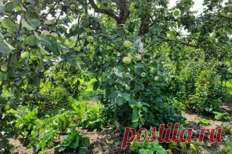 Подружите яблоню с этими цветами: больше никогда не придется бороться с вредителями. Правильно подобранные растения-компаньоны выполняют роль природных защитников и помощников.