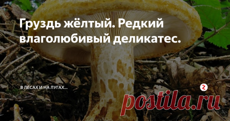 Груздь жёлтый. Редкий влаголюбивый деликатес. С тех пор, как я познакомился с настоящим белым груздем, он стал моим наваждением. В пору его вероятного плодоношения, я внимательно слежу за погодой, и, если выпадает день - два хороших дождей, а потом начинается сушь, еду по своим груздёвым "делянкам".  Если же дожди зарядят надолго, то груздя можно не ждать.