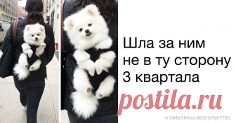 20 животных, которые покорят вас своей харизмой Когда все валится из рук и на работе не ладятся дела, нужно срочно подпитать организм порцией положительных эмоций. А что может быть позитивнее, чем смешные и прелестные животные? Своего домашнего пушистика вы сможете обнять только в конце долгого рабочего дня, а вот взглянуть на этих ярких зверушек можно в любое время. Взглянуть и широко улыбнуться.
