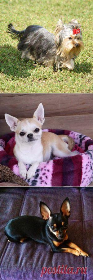 Породы собак и их разделение на виды