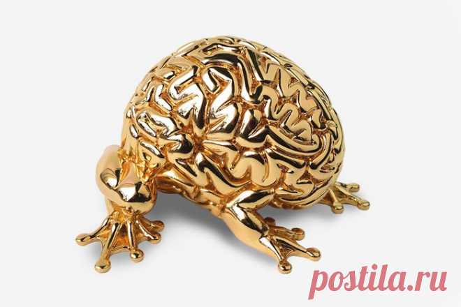 Золотой нейрон: 10 причин восхищаться своим мозгом. Ну тут не хочется спорить, Ну все же умные.