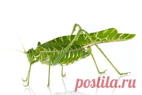 Tico Katydid La Selva Biological Research Station Heredia Costa Rica Stock Photo | Getty Images