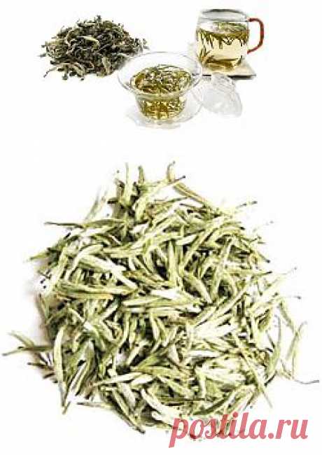 Раскрываем полезные свойства белого чая | Среда обитания