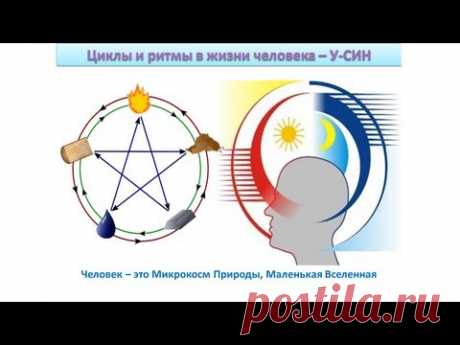 Циклы и ритмы в жизни человека&quot;