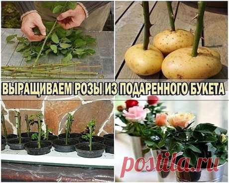 (99+) Одноклассники