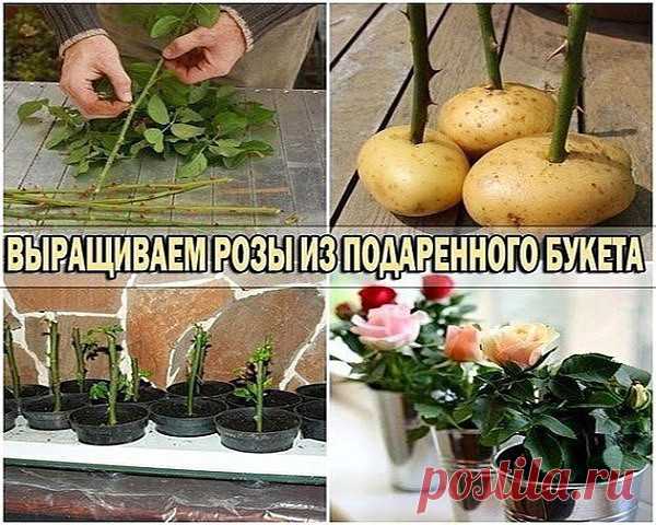 (99+) Одноклассники