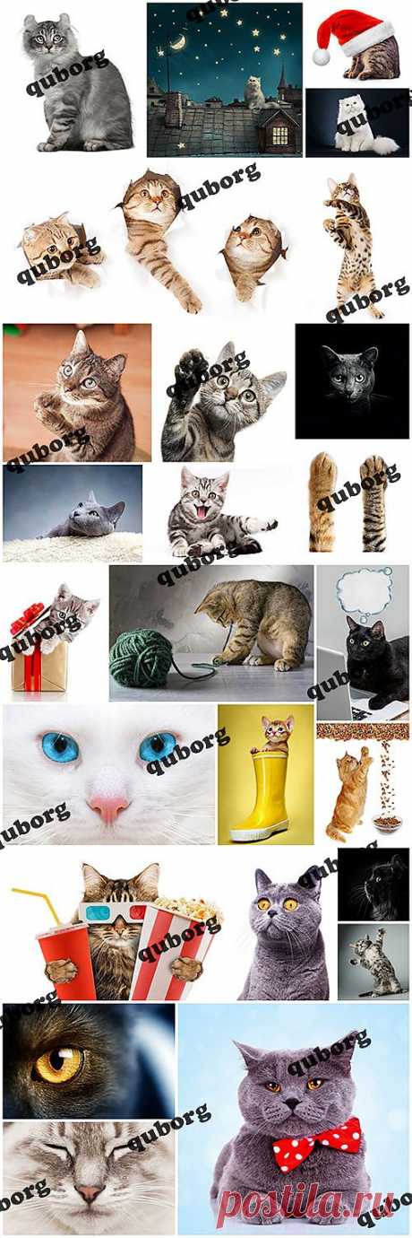 Stock Photos - Amazing Cats » RandL.ru - Все о графике, photoshop и дизайне. Скачать бесплатно photoshop, фото, картинки, обои, рисунки, иконки, клипарты, шаблоны.