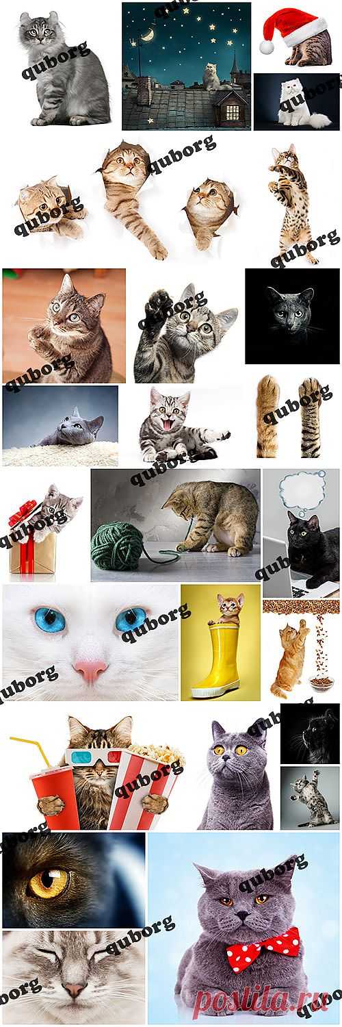 Stock Photos - Amazing Cats » RandL.ru - Все о графике, photoshop и дизайне. Скачать бесплатно photoshop, фото, картинки, обои, рисунки, иконки, клипарты, шаблоны.