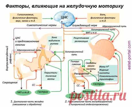 Улучшить работу кишечника при запорах поможет оливковое масло.