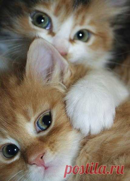 КОШКИ