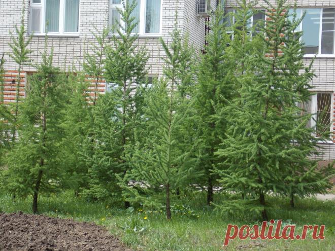 Рощица лиственниц посаженая мной в 2009 году.