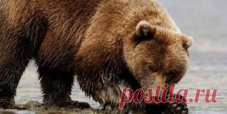 Медвежья желчь в народной медицине