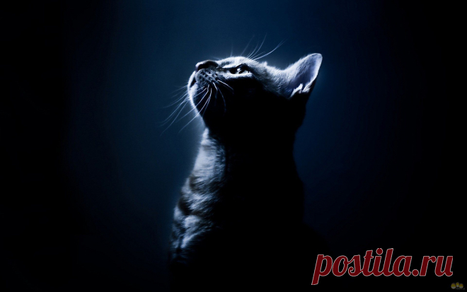 1322326976_cats-3-4.jpg (1920×1200)