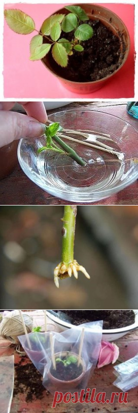 (3) Одноклассники